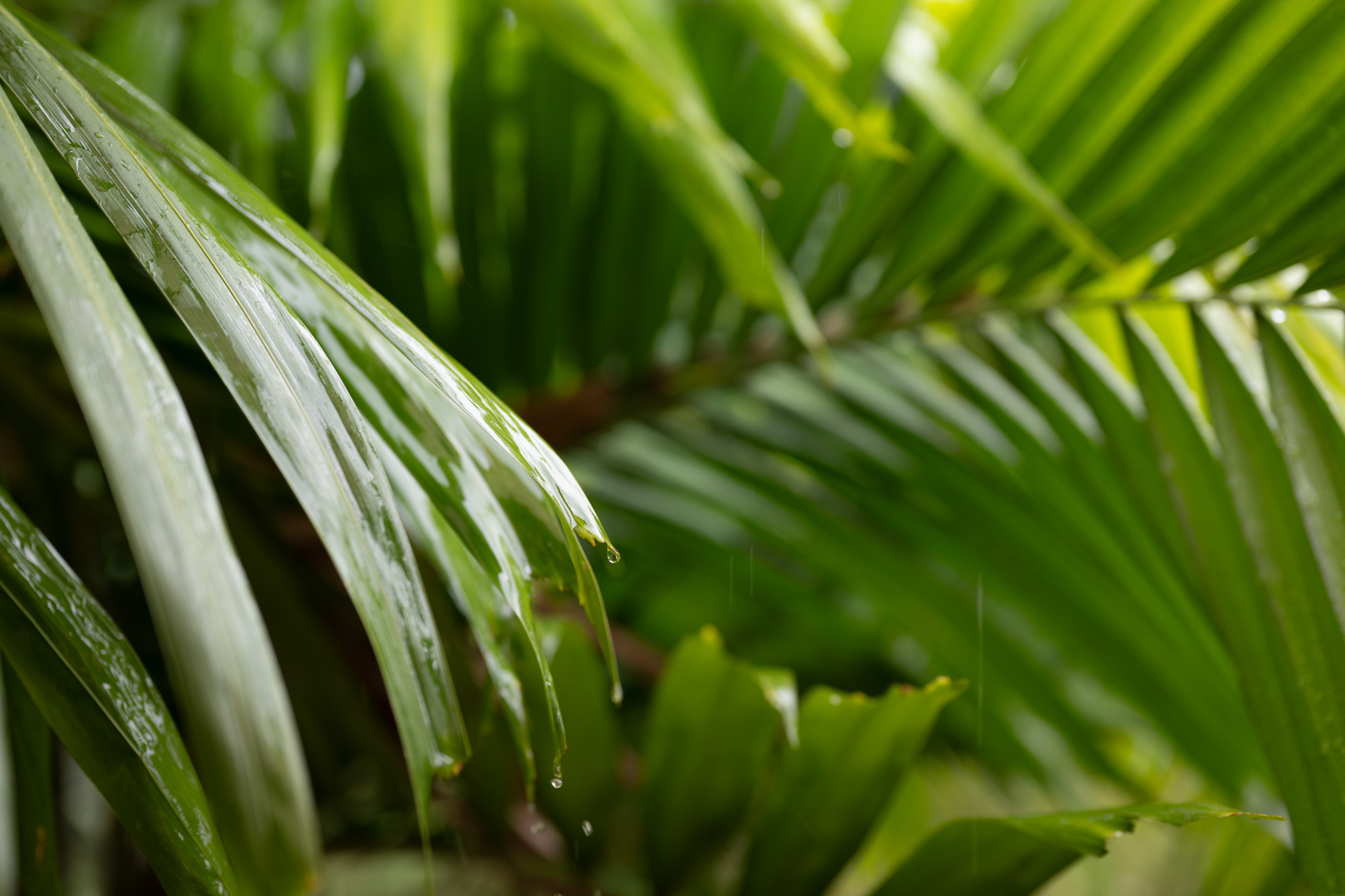 Healthy Fronds and Reduced Tip Browning