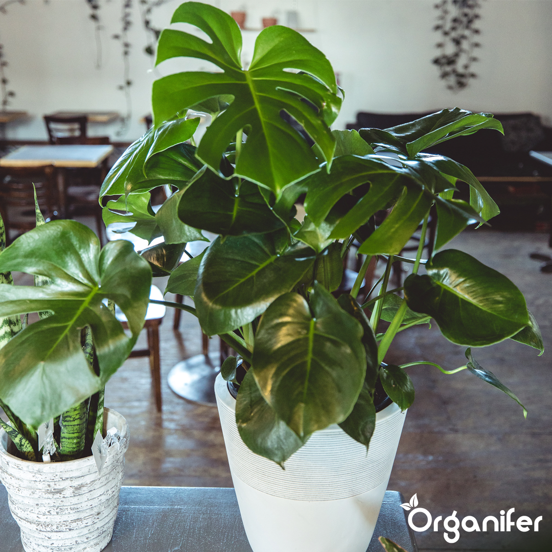 Green Plant Liquid Fertiliser