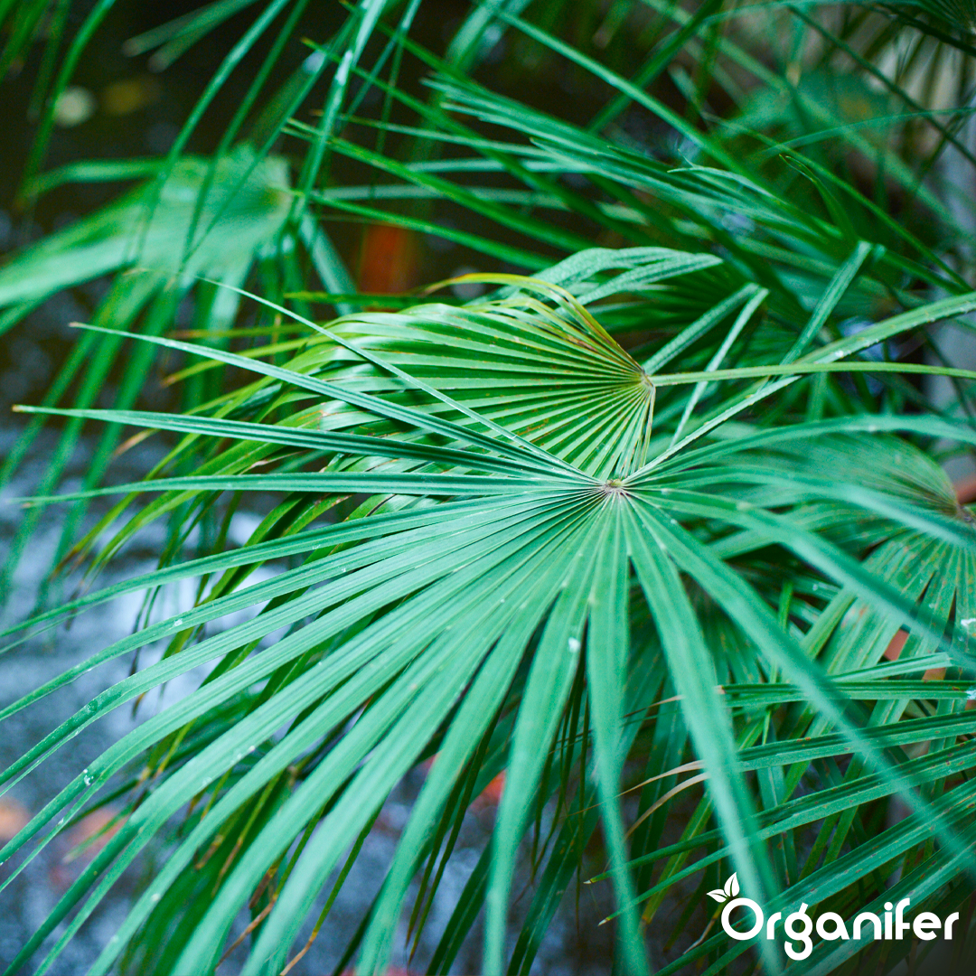 Vigorous Frond and Trunk Development