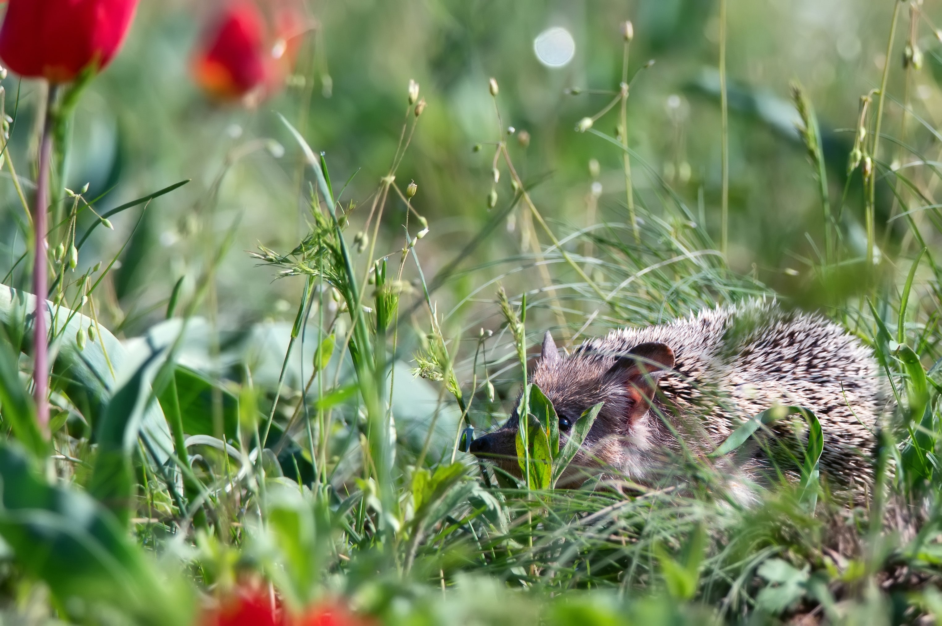 Contributes to Garden Biodiversity