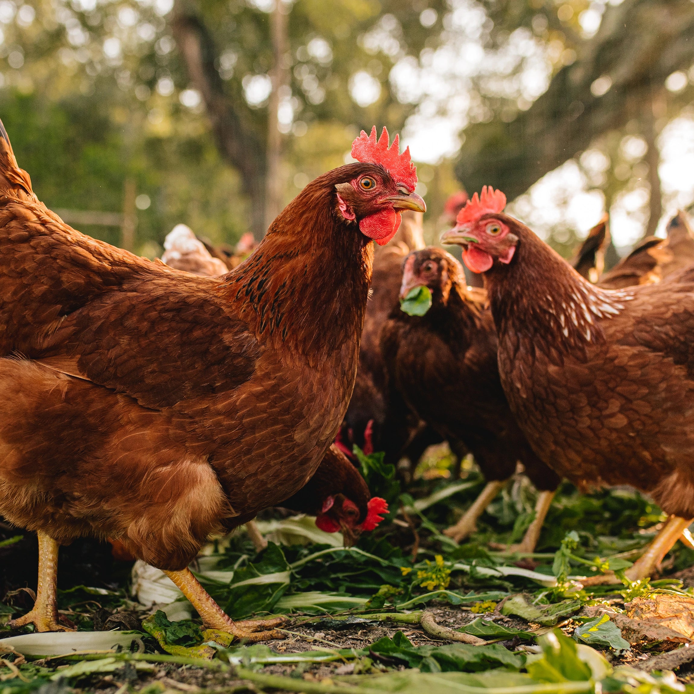 Produced from 100% Pure Chicken Manure