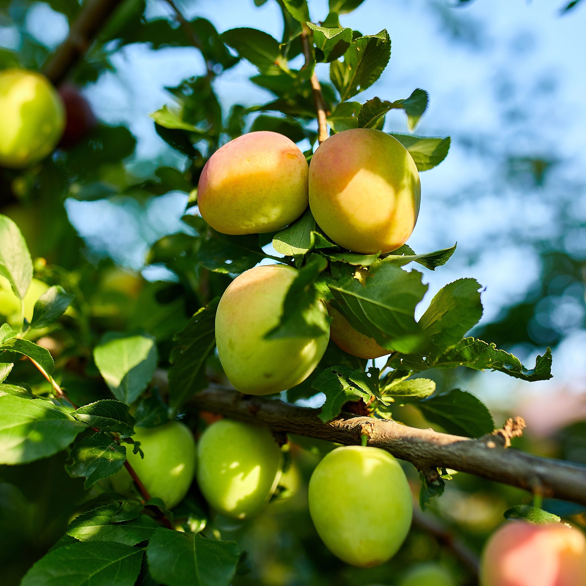 Low-chloride Kalimagnesium fertiliser