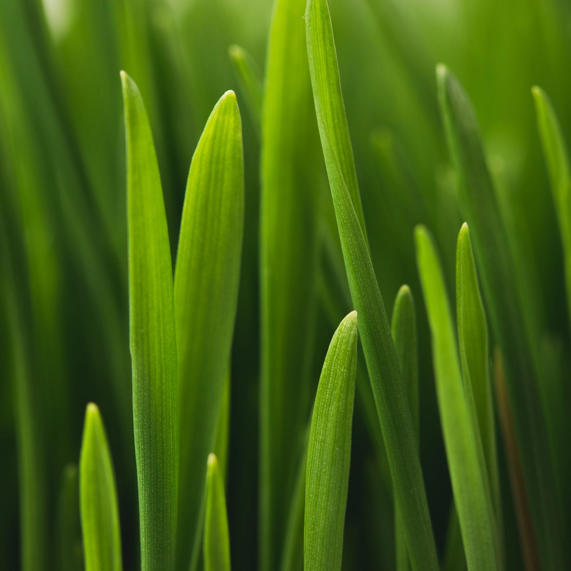 Consistent Growth with Slow-Release Microgranulate