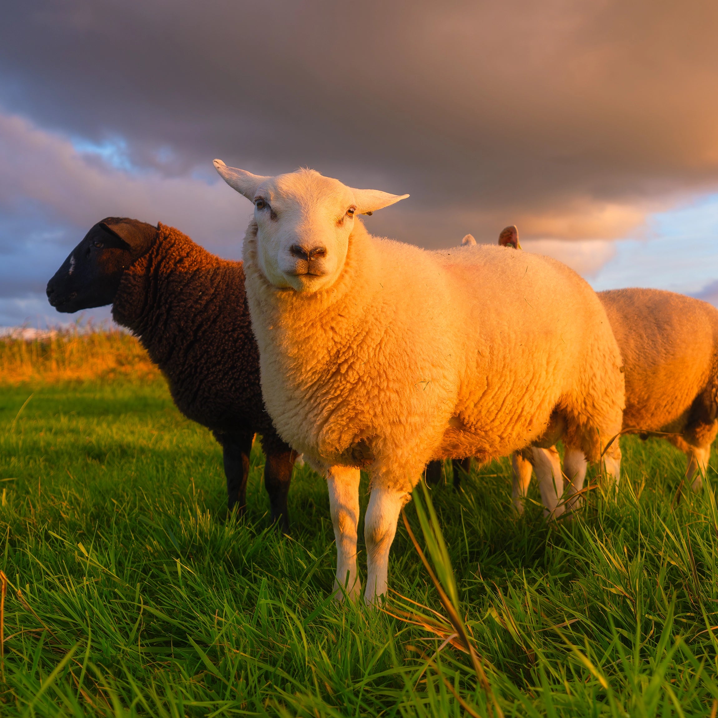 Also Suitable for Sheep, Goats, and Hobby Livestock Pastures