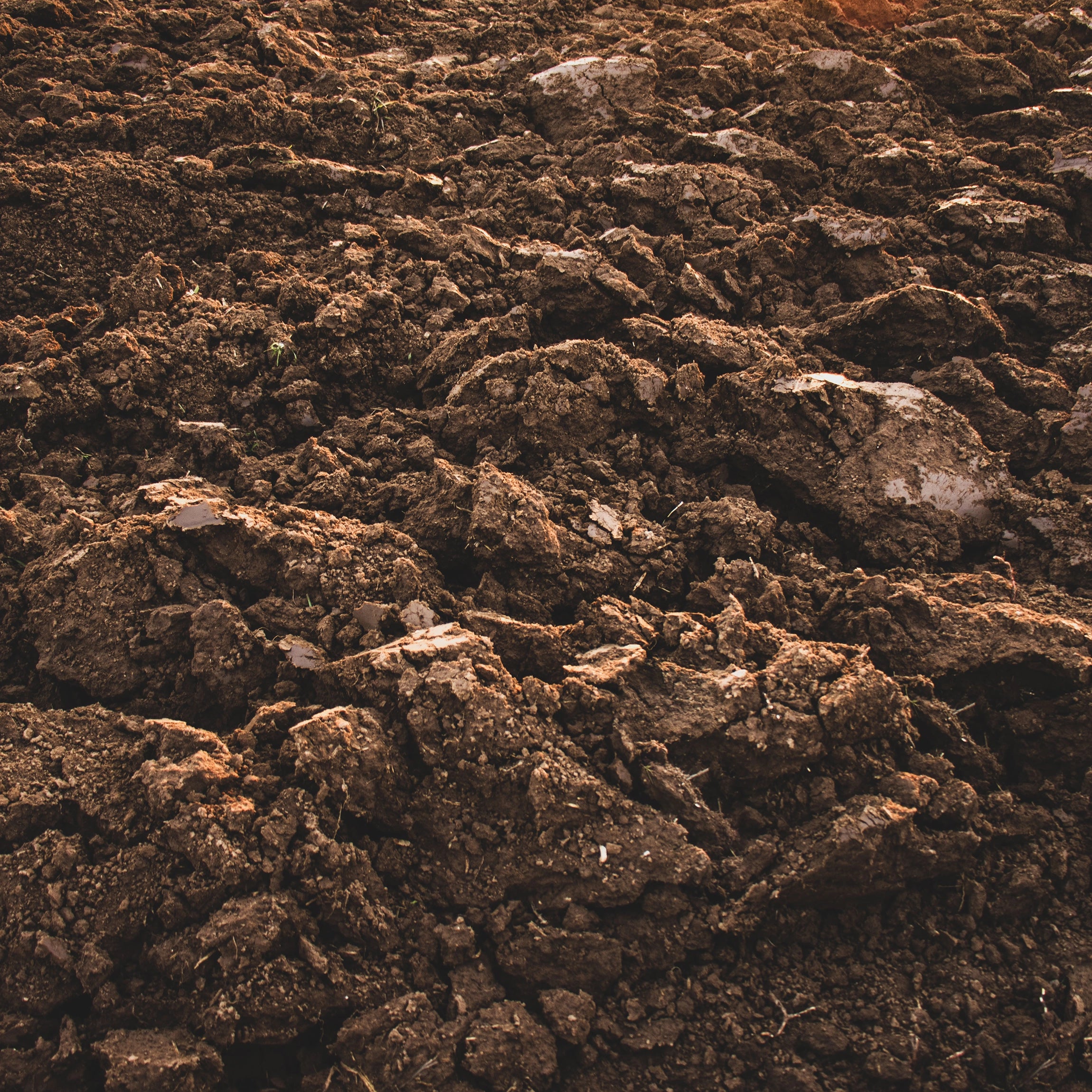 100% Pure Hygienized Cow Manure (55% DM)