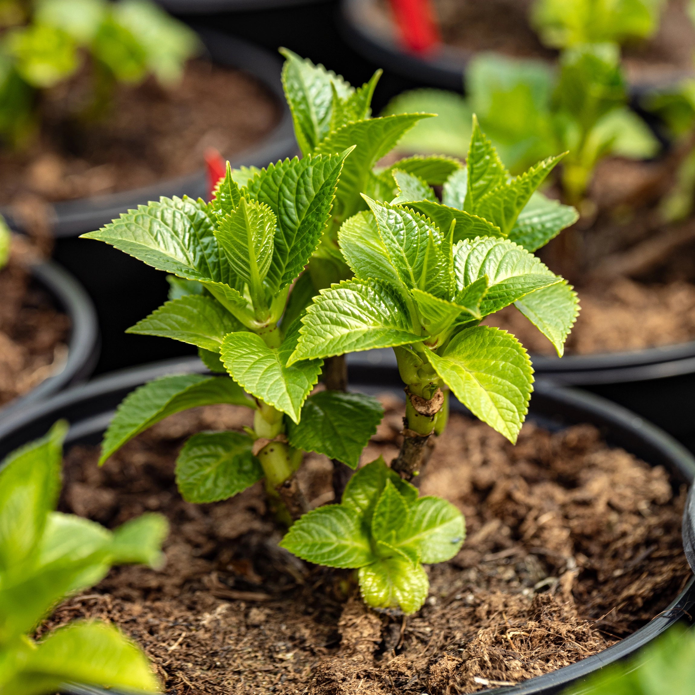 Optimal Results for Indoor and Garden Plants