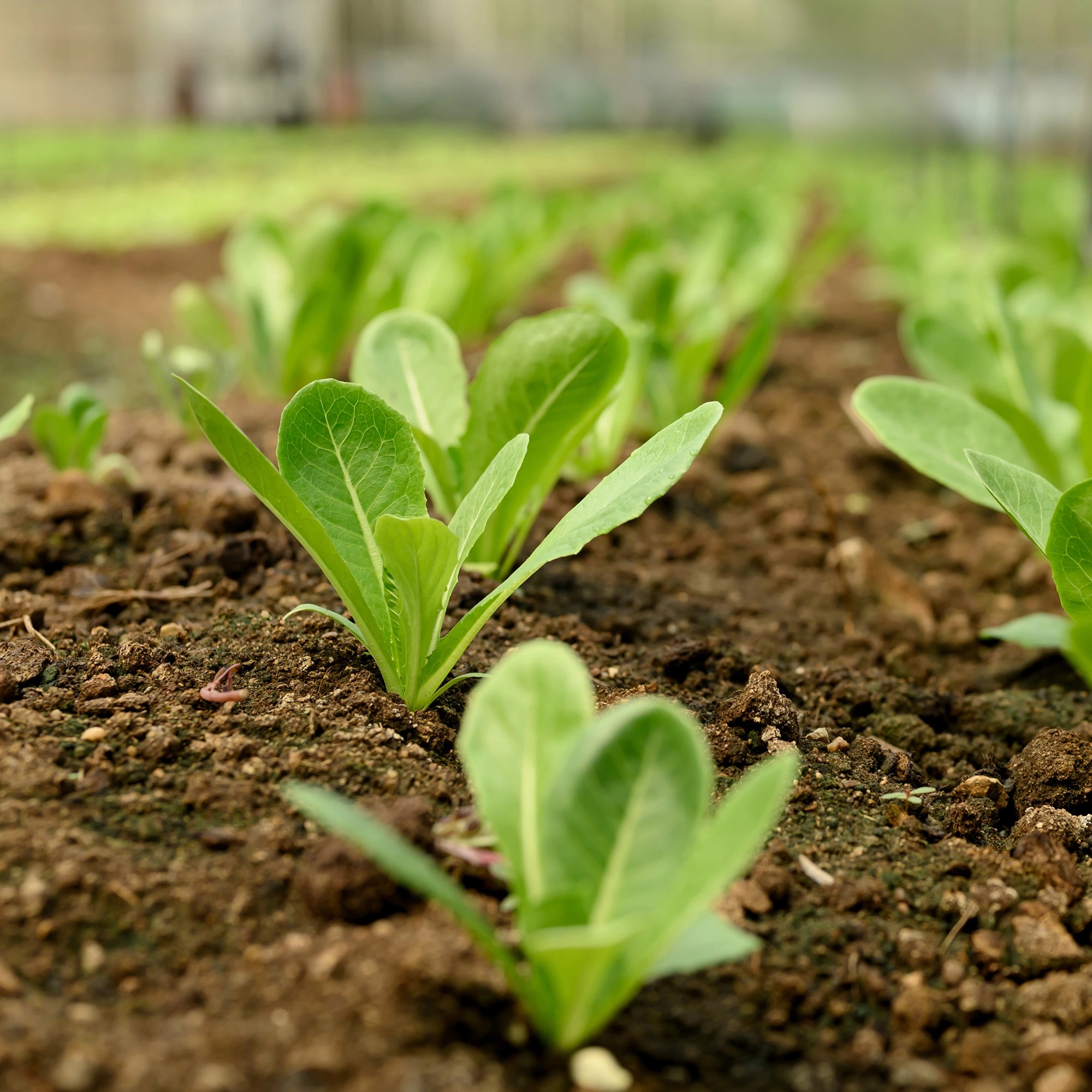 Constant Nutrient Release