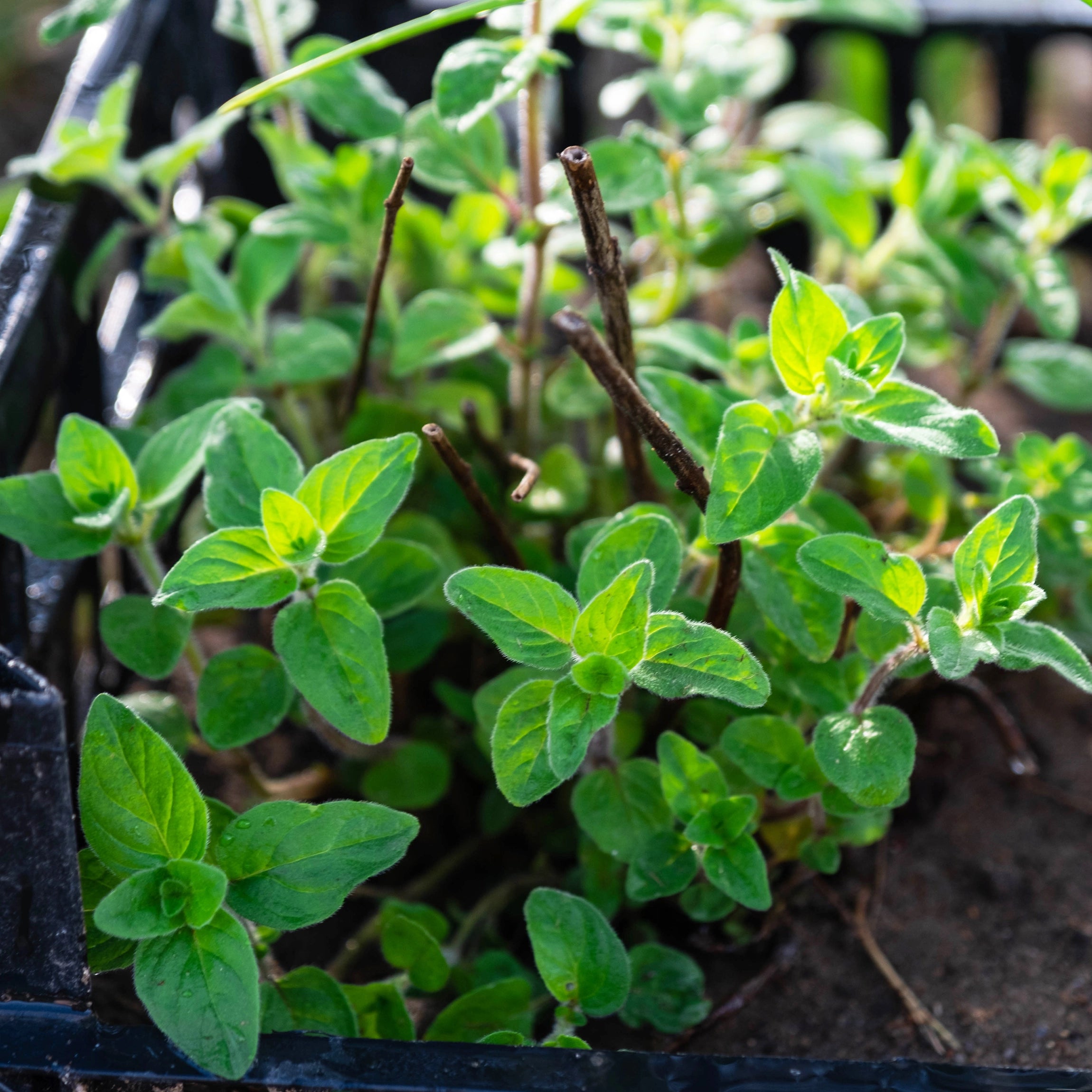 Immediate and sustained nitrogen release