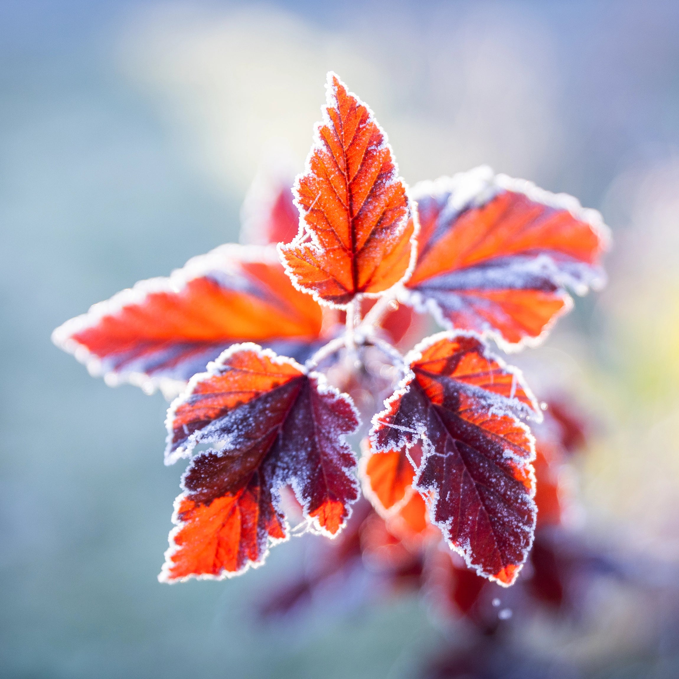 Rich in Potassium Oxide (K₂O)