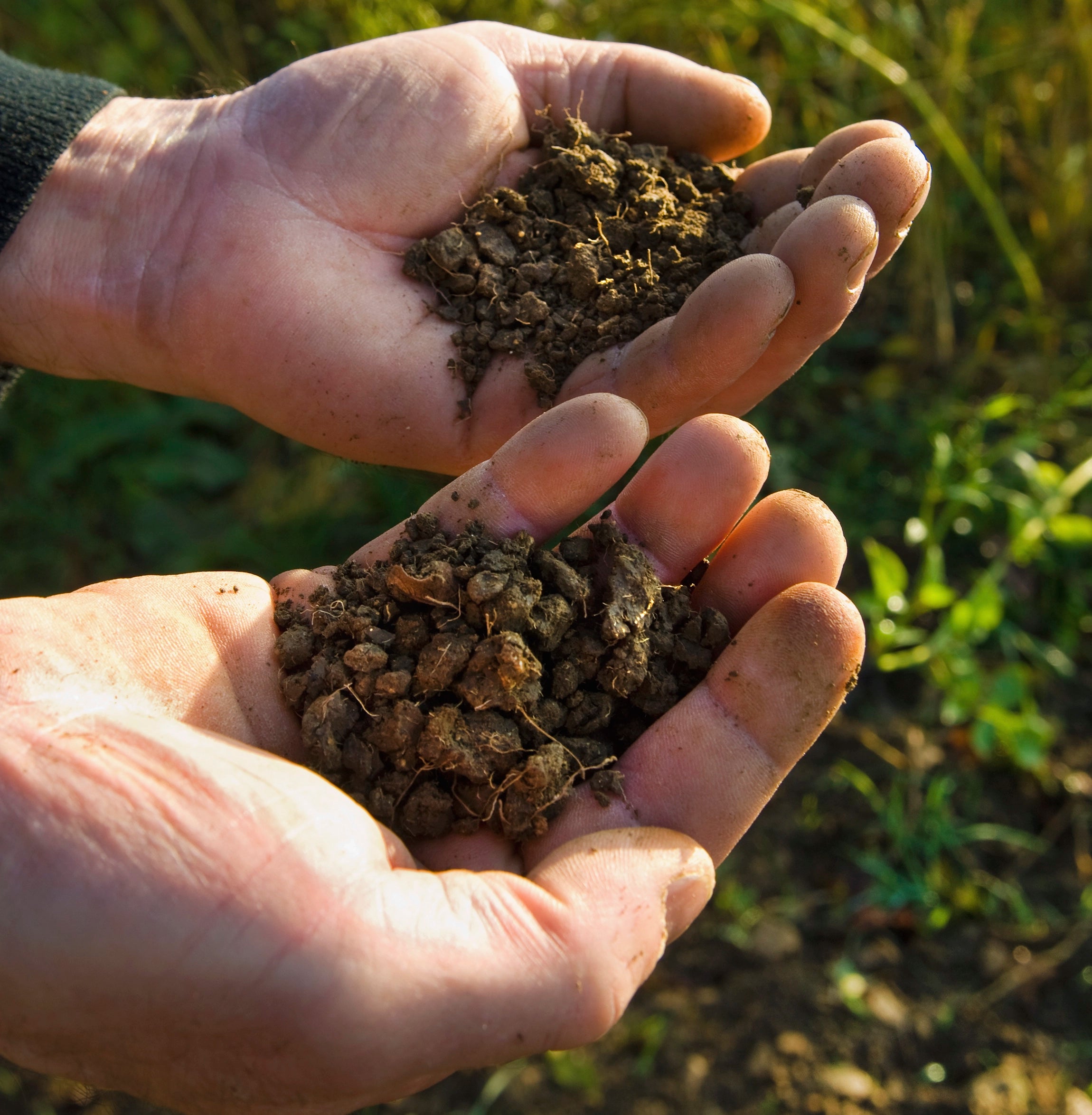 100% Pure and Sanitised Insect Frass