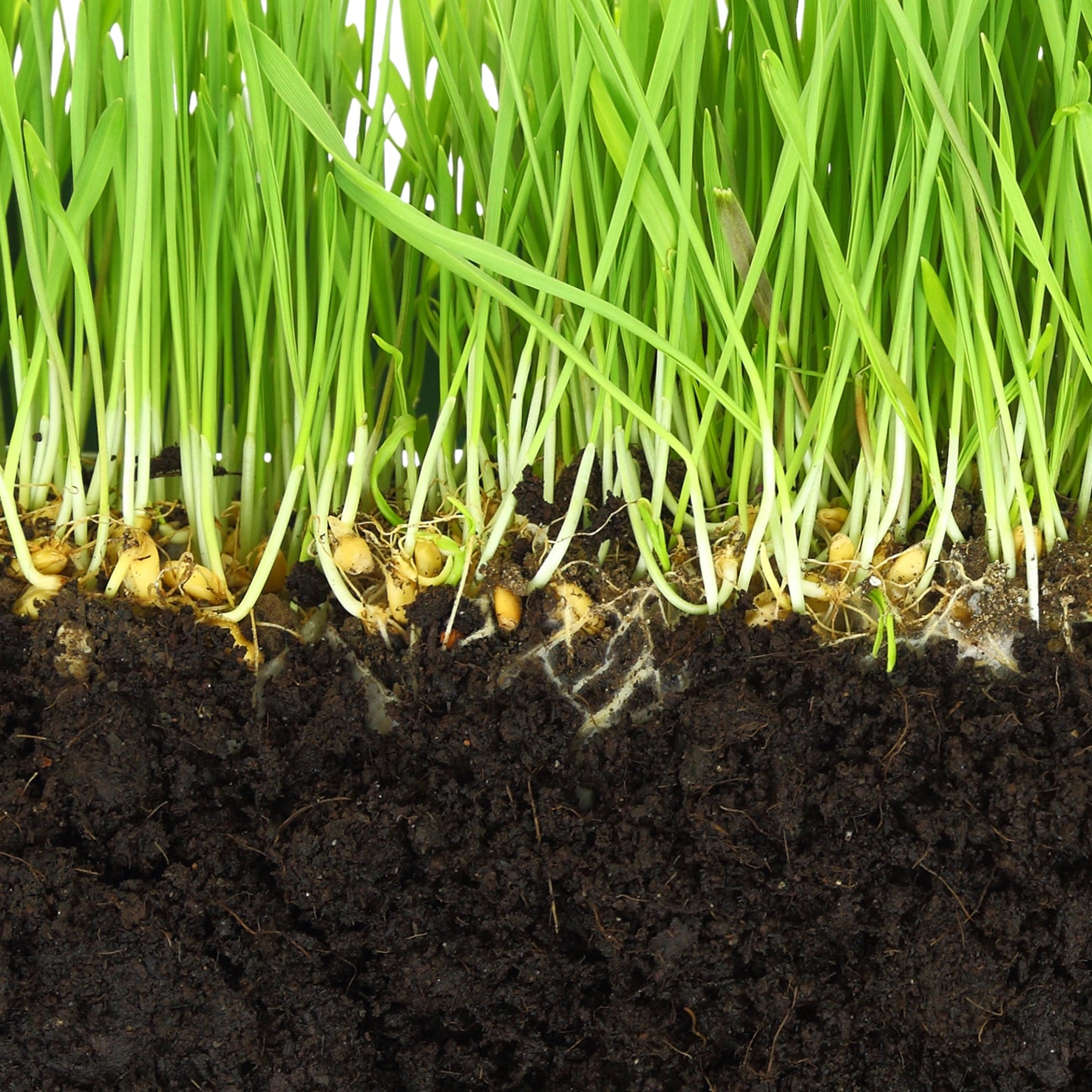 Improves Root Function and Nutrient Uptake