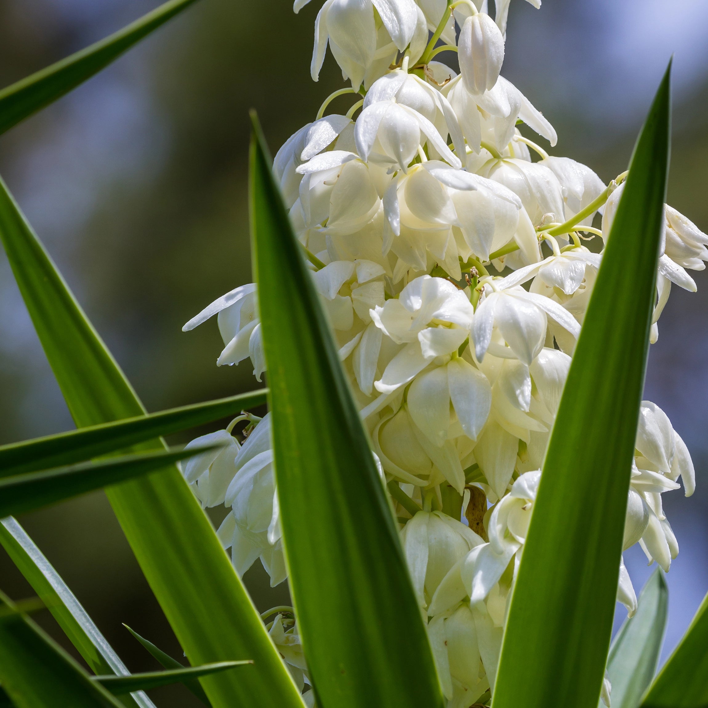 Concentrated Yucca Extract