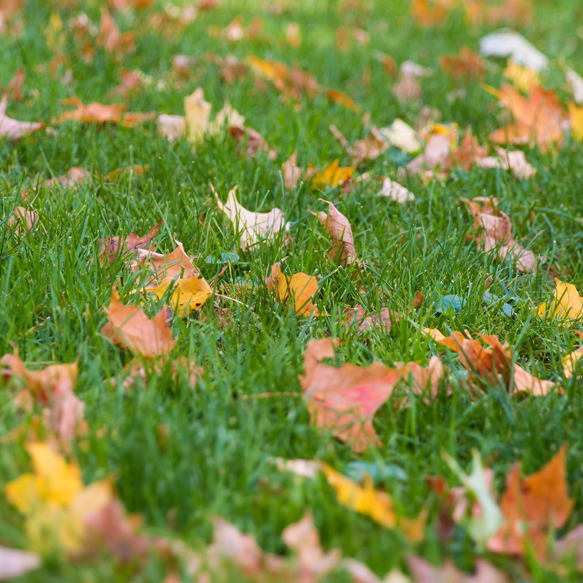 Doorlopende voeding gedurende meer dan 100 dagen
