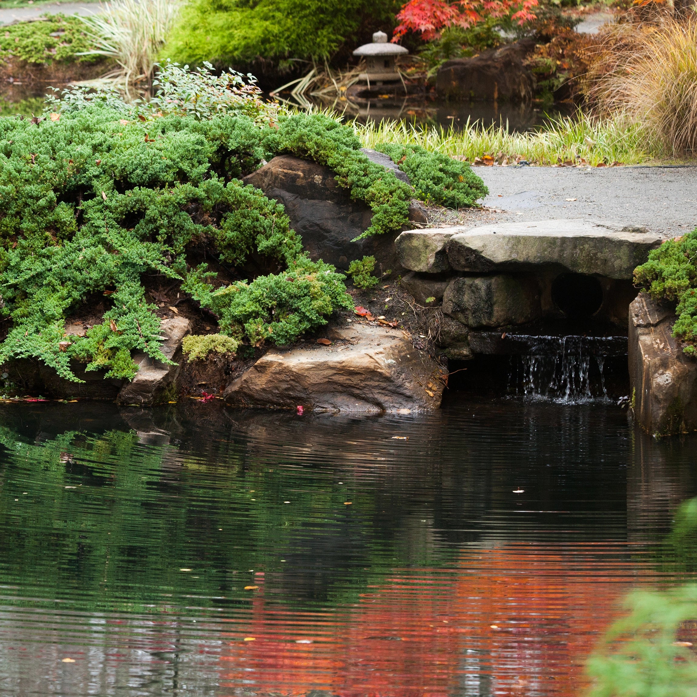 Beautiful and Healthy Pond Year-Round