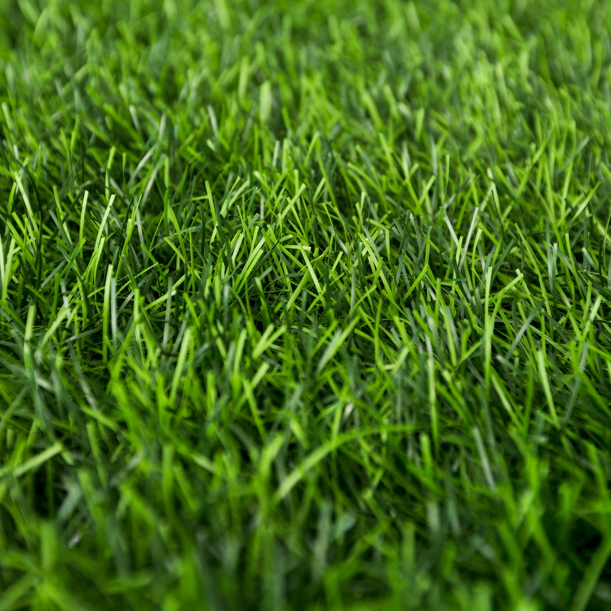 Reduces Need for Scarifying and Overseeding