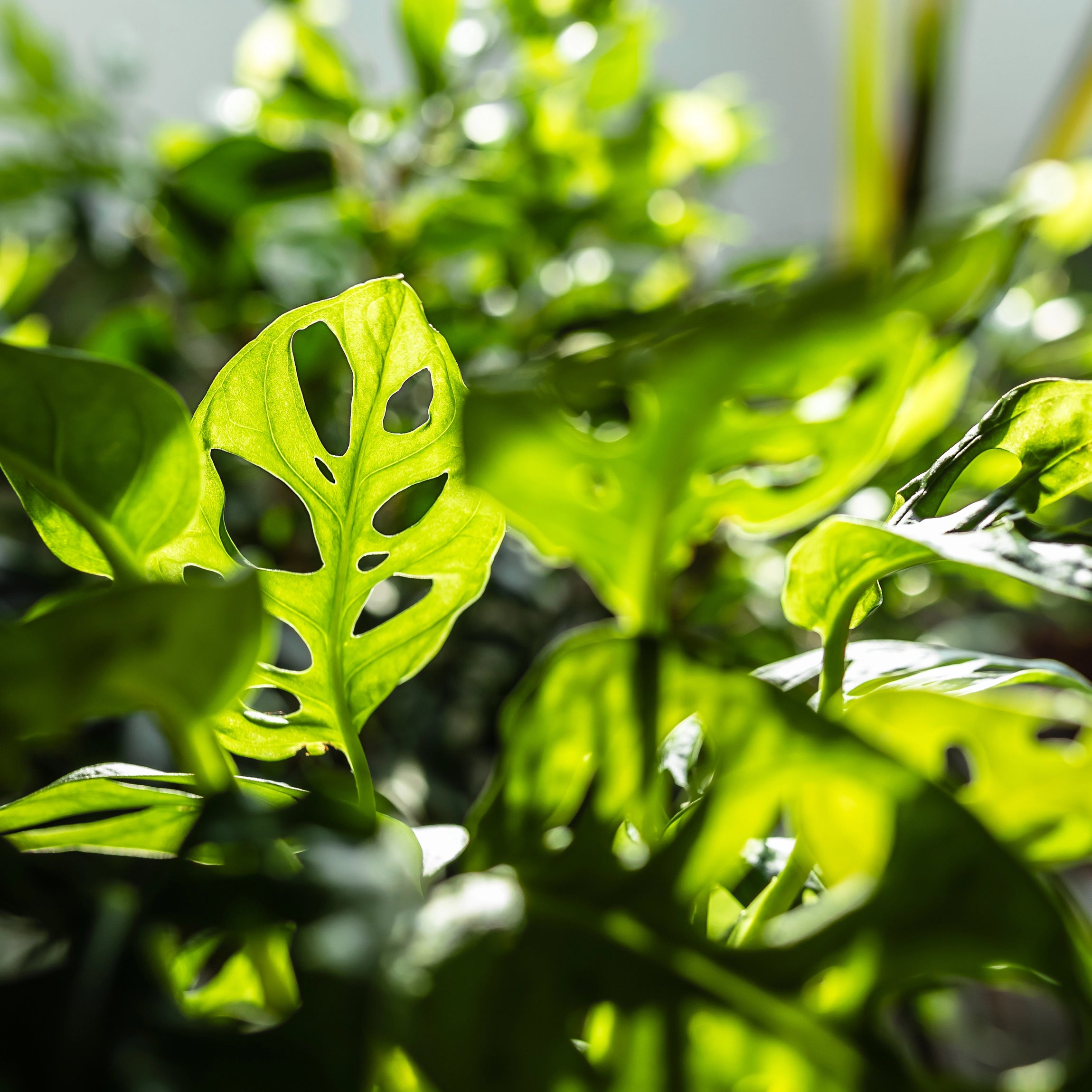 Supports Tolerance During Challenging Conditions