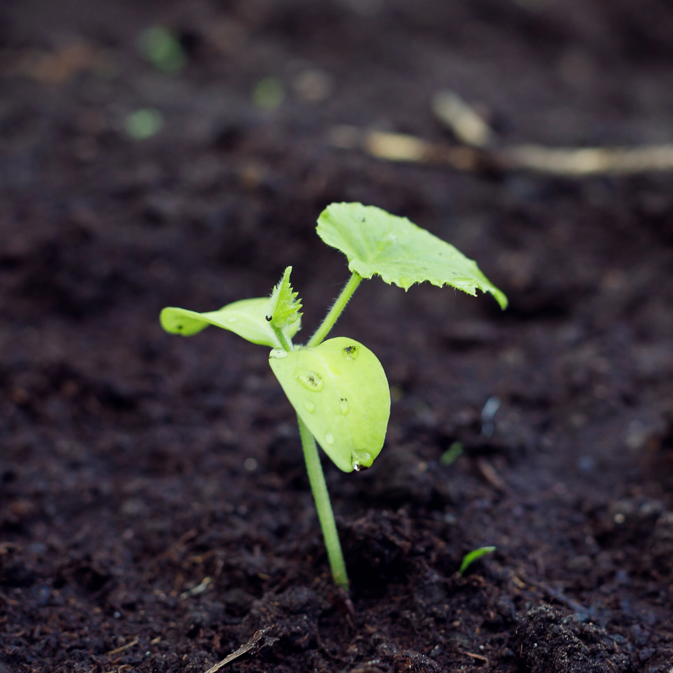 Contains potassium sulphate