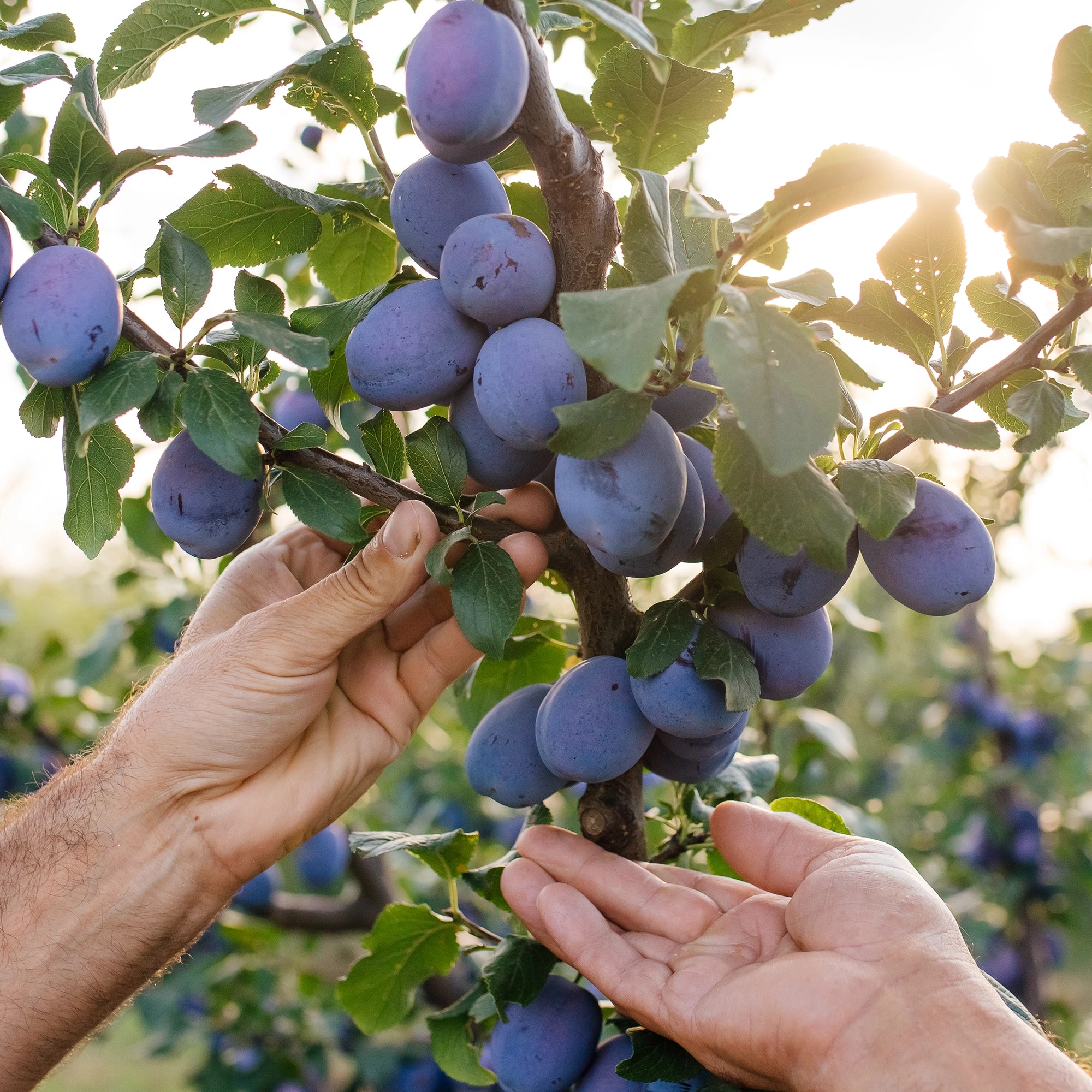 Contains natural kieserite