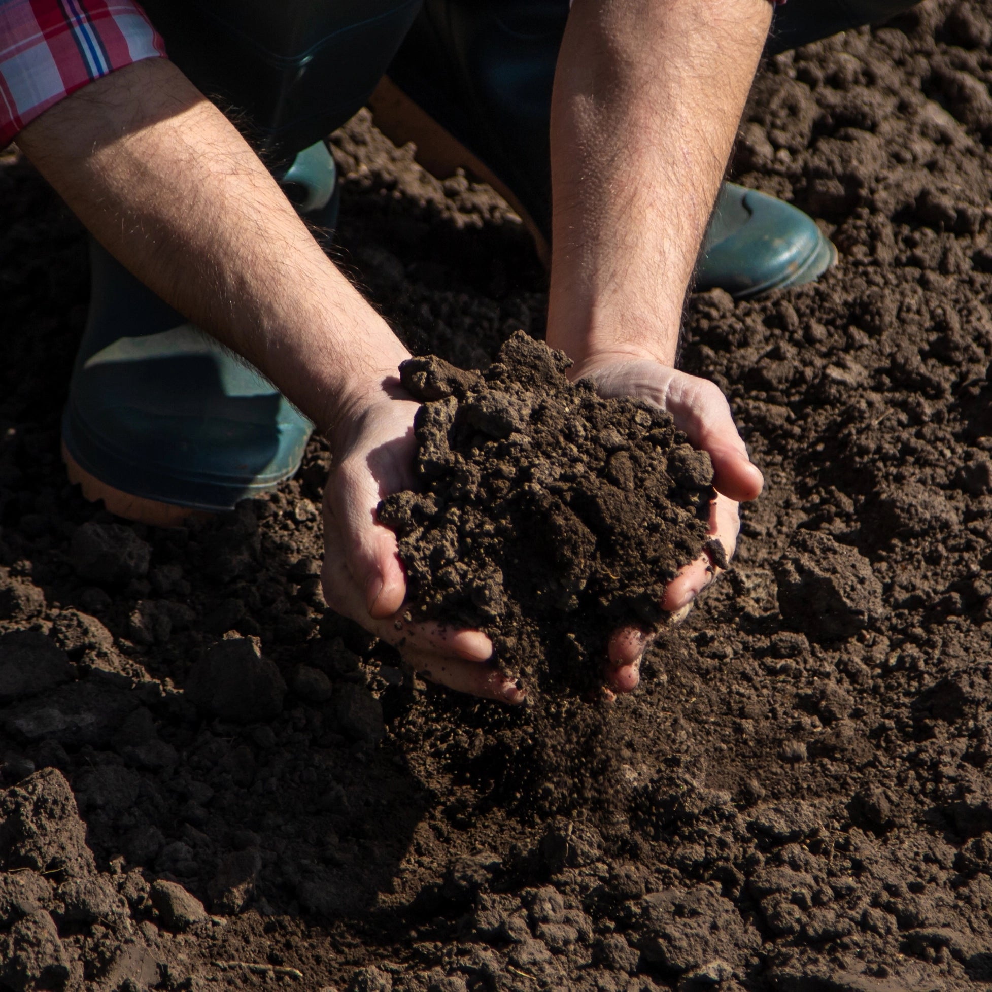 Verbetert de bodemstructuur