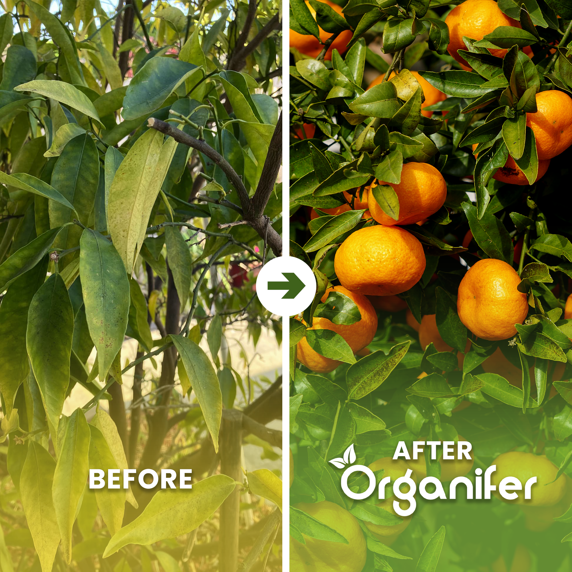 organifer-mandarin_tree_ba_english