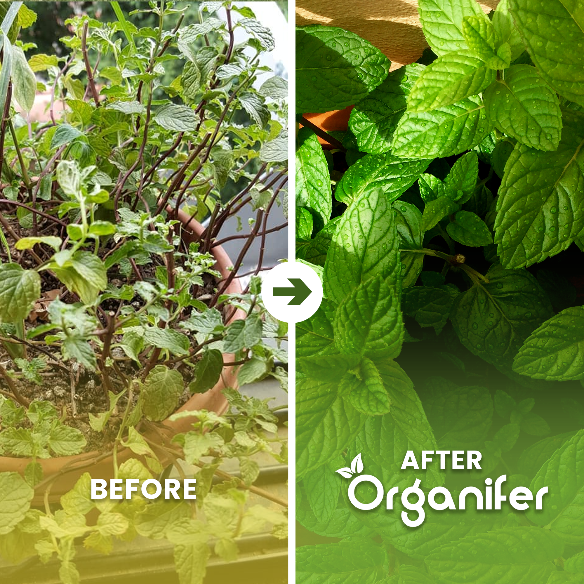 organifer-mint-liquid-fertiliser
