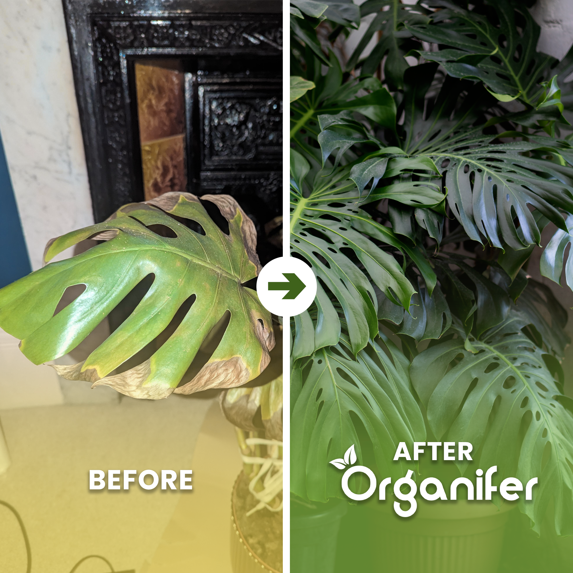 Monstera Vloeibare Meststof - 1 liter