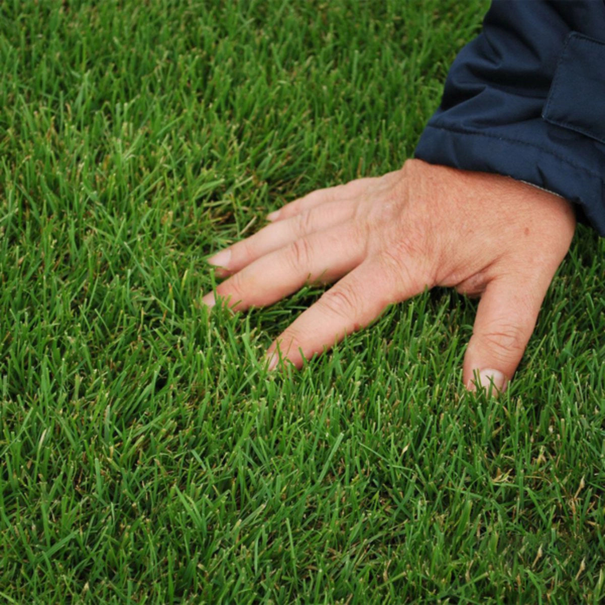 Ideaal voor schaduwrijke gazons met kans op mosvorming