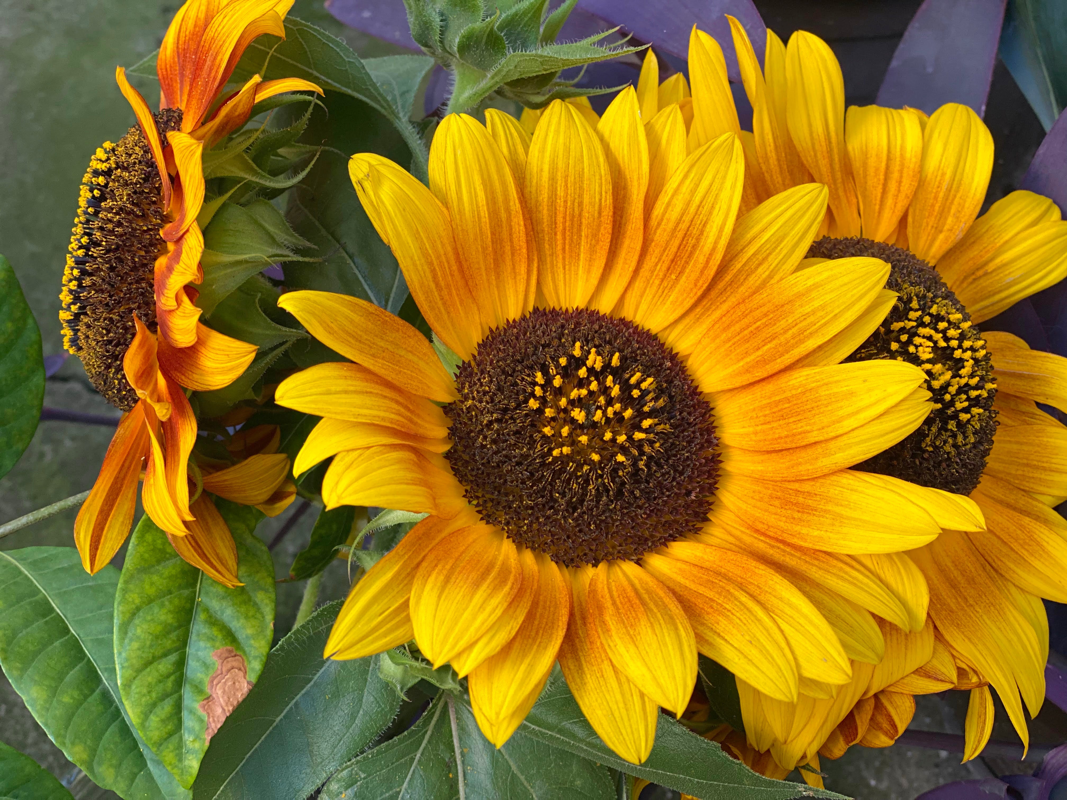 Long-Lasting Summer Bloom