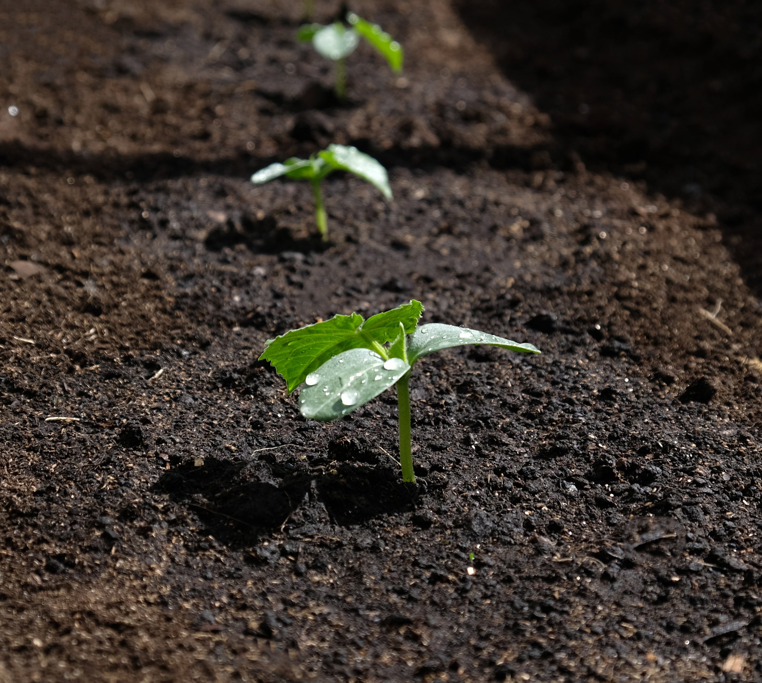 Sustainable Soil Improvement with Natural Biochar