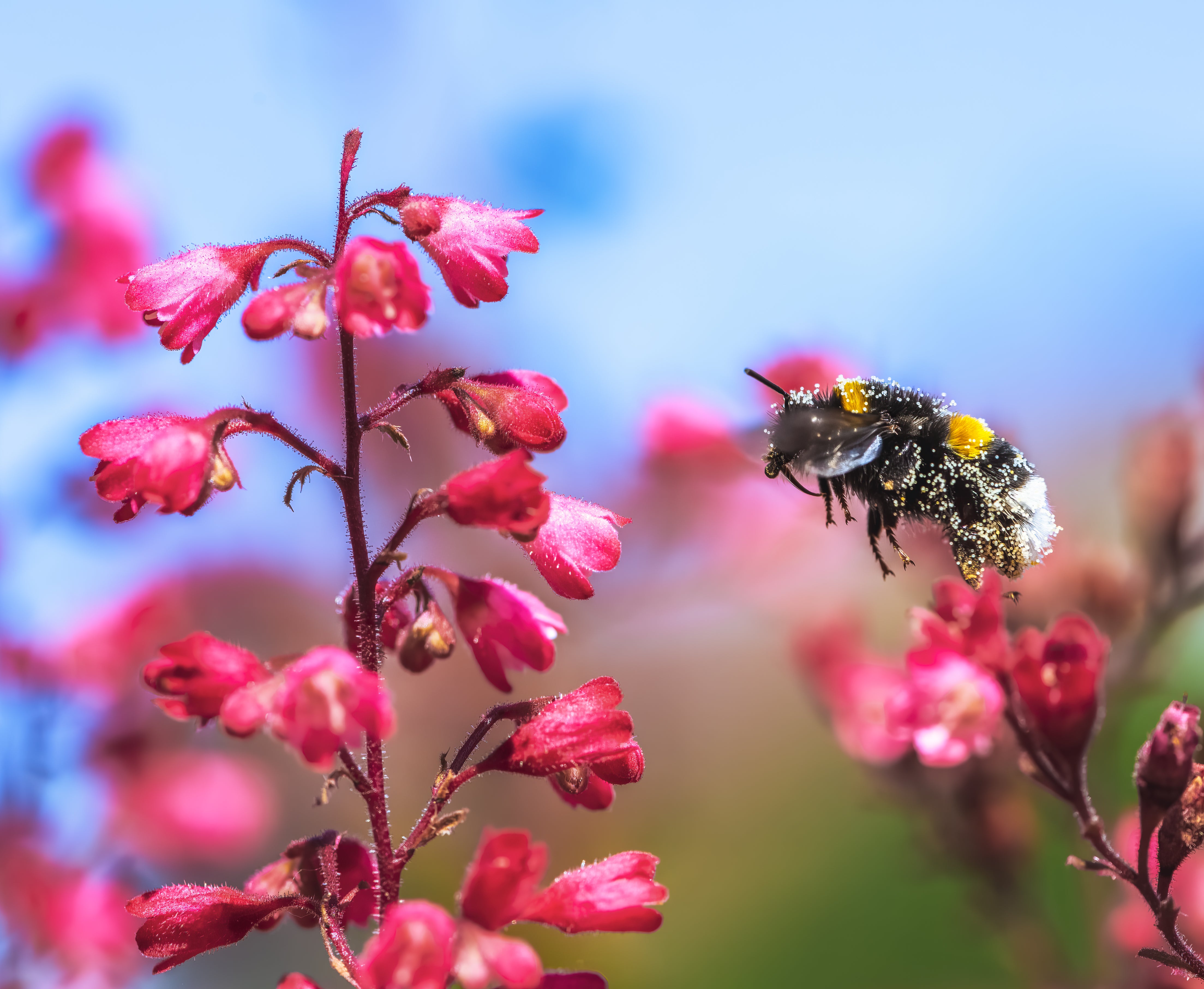 Attracts Bees & Butterflies