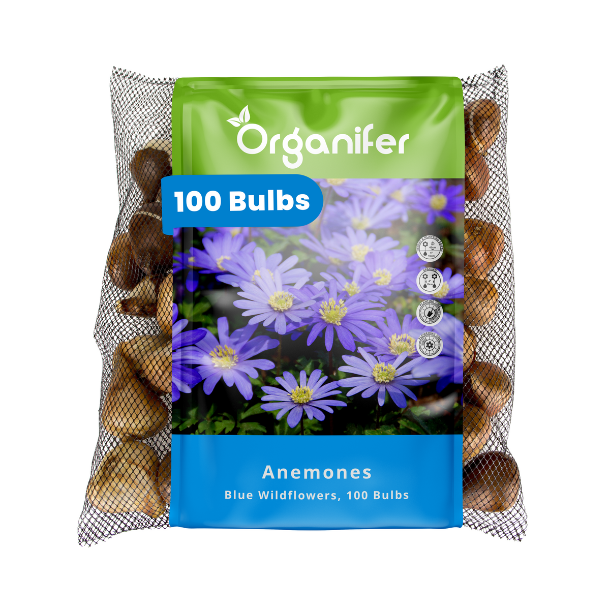 100 Anemone Bulbs – Blue Windflowers