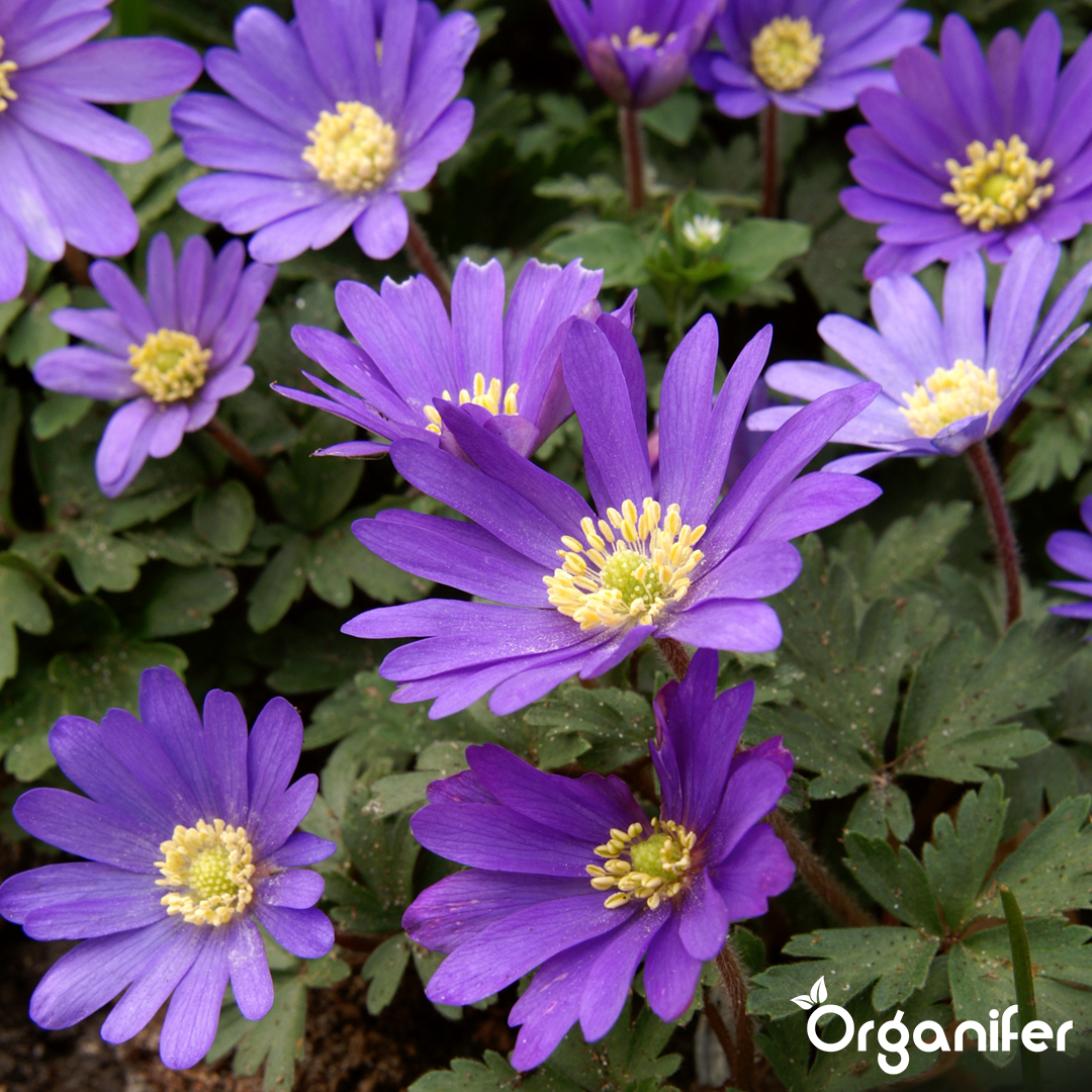 Organifer