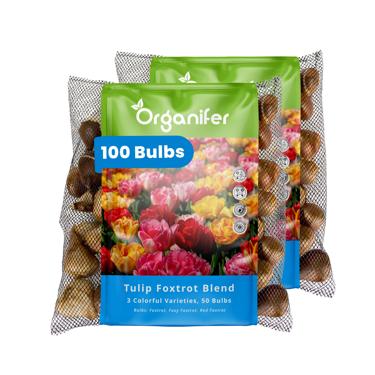 100 Foxtrot Tulip Bulbs