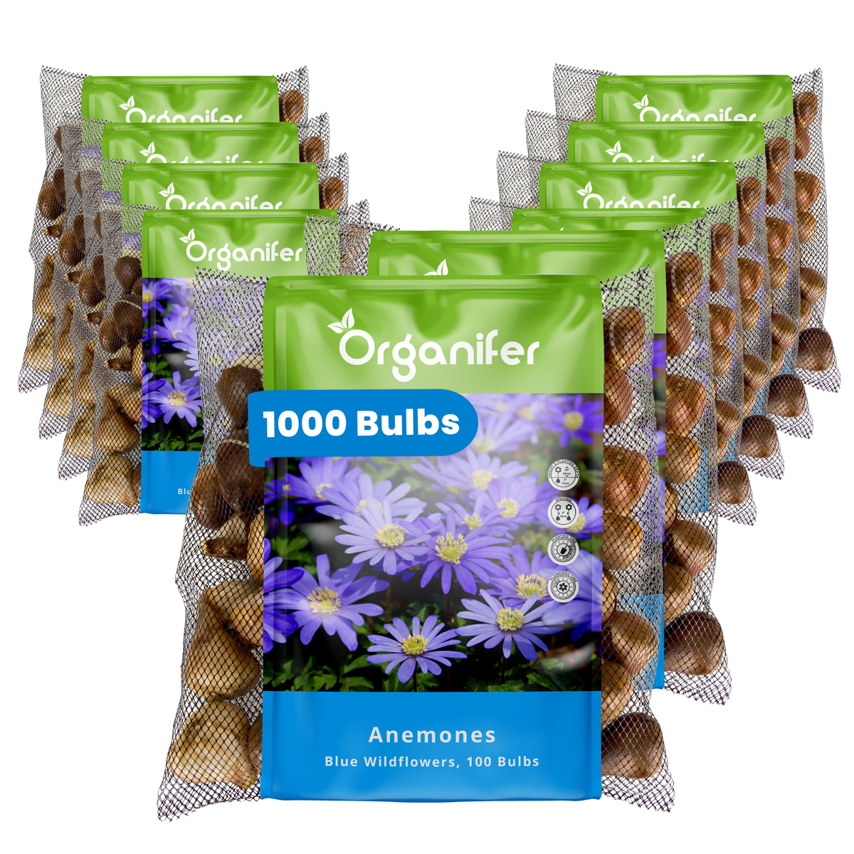 1000 Anemone Bulbs – Blue Windflowers