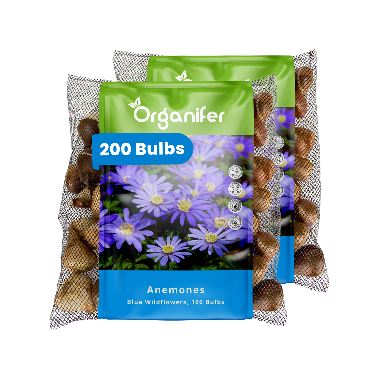 200 Anemone Bulbs – Blue Windflowers