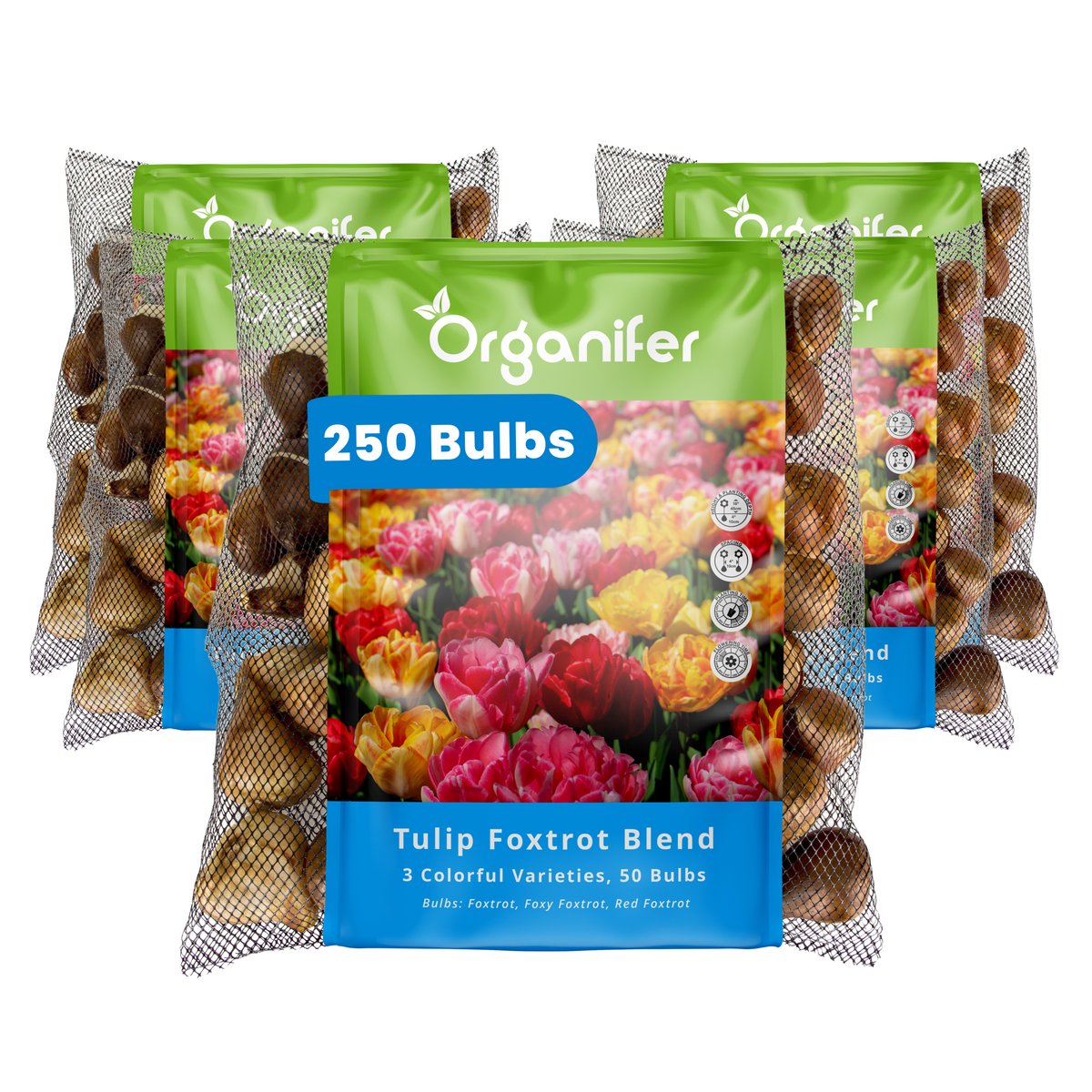 250 Foxtrot Tulip Bulbs