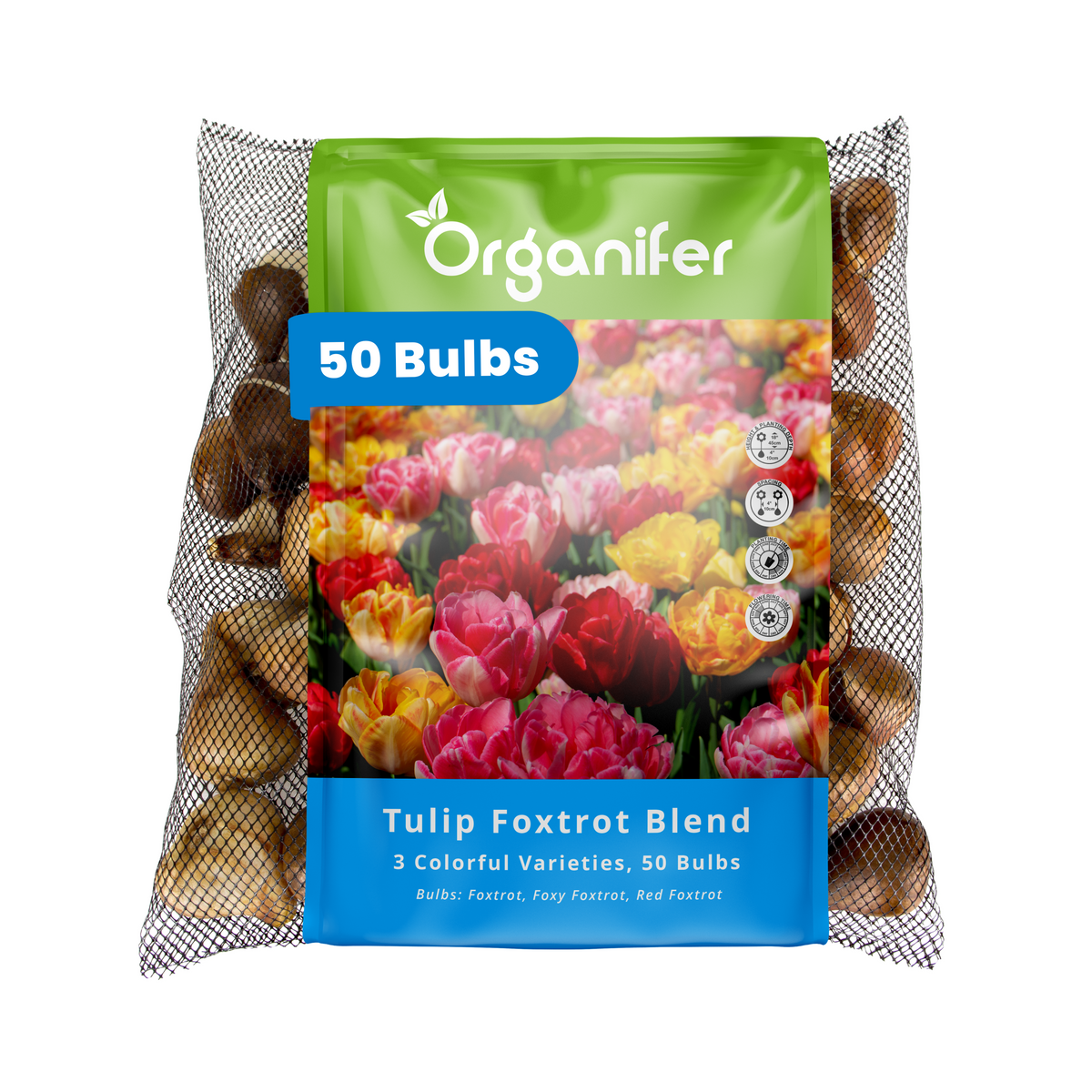 50 Foxtrot Tulip Bulbs