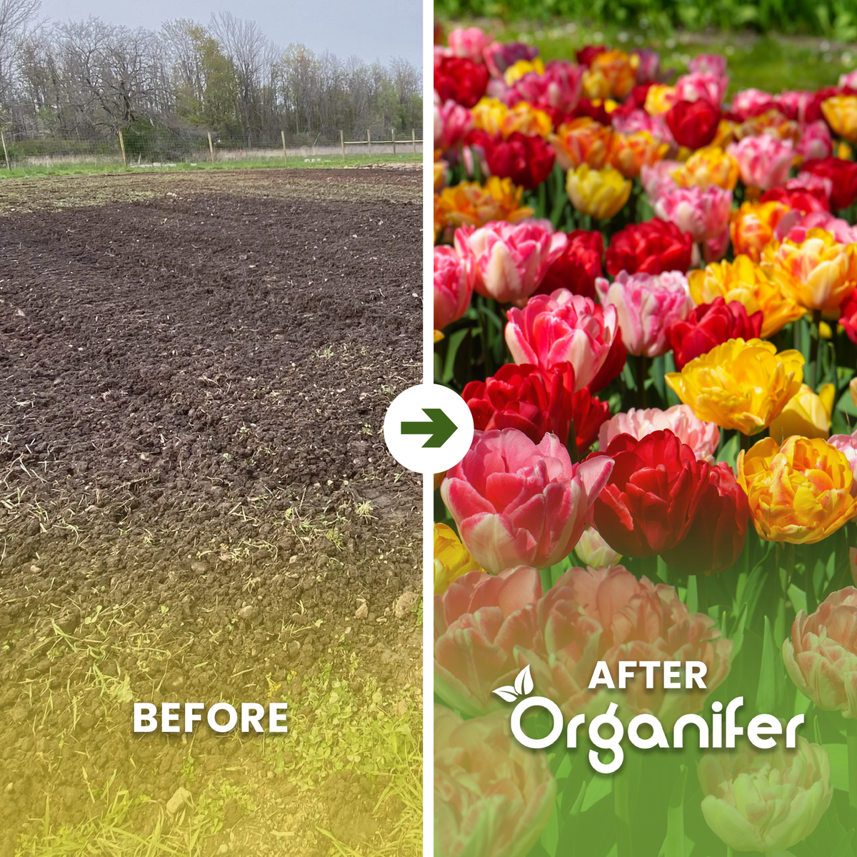 Foxtrot Tulip Bulbs 3 Colorful Varieties Before After