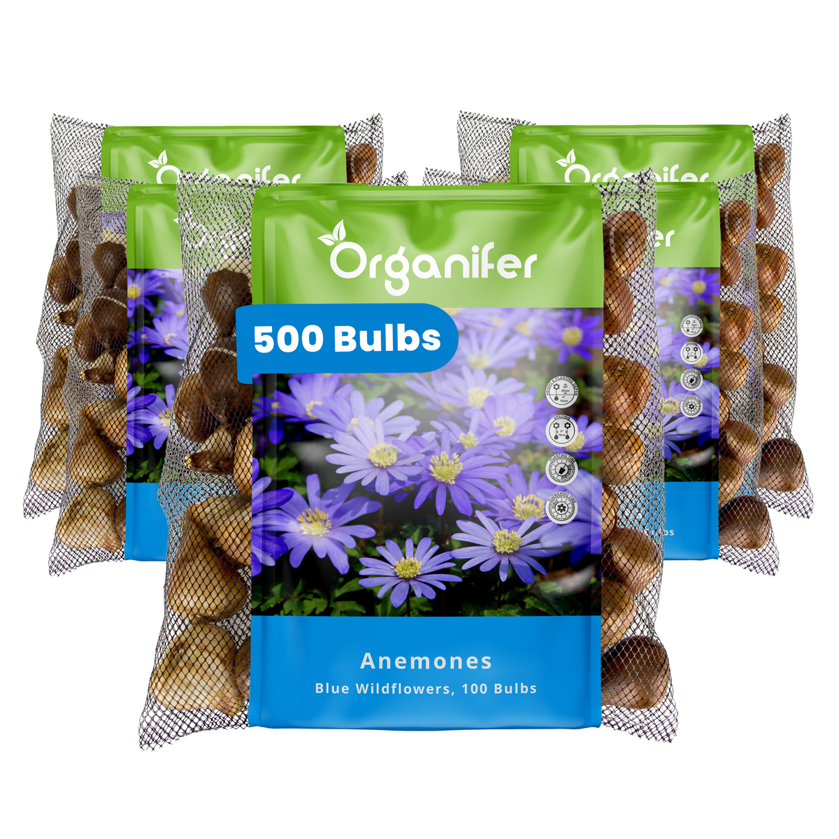 500 Anemone Bulbs – Blue Windflowers