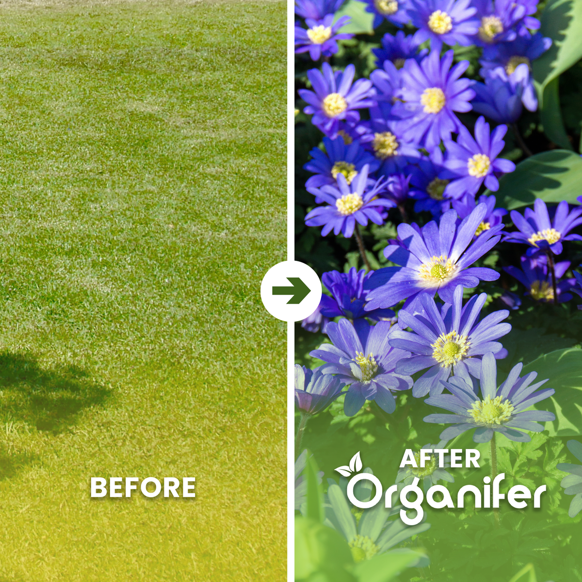 Anemones Before After