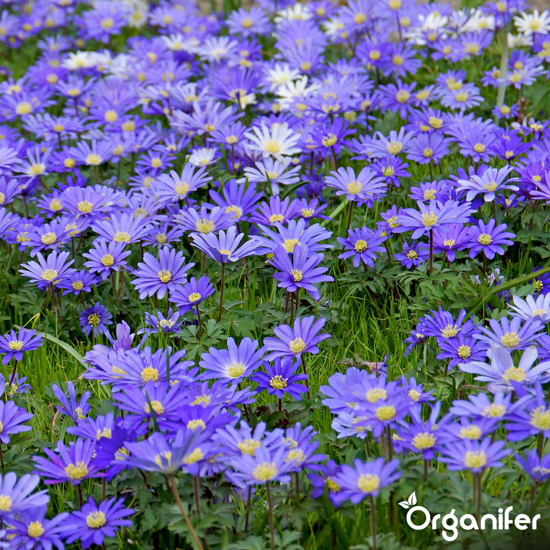 Organifer