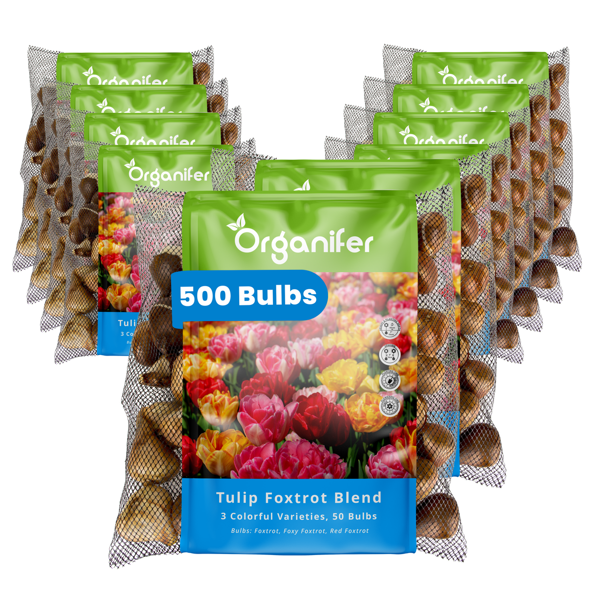 500 Foxtrot Tulip Bulbs