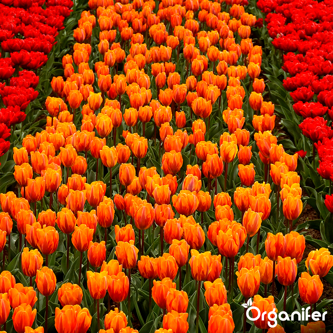 Organifer
