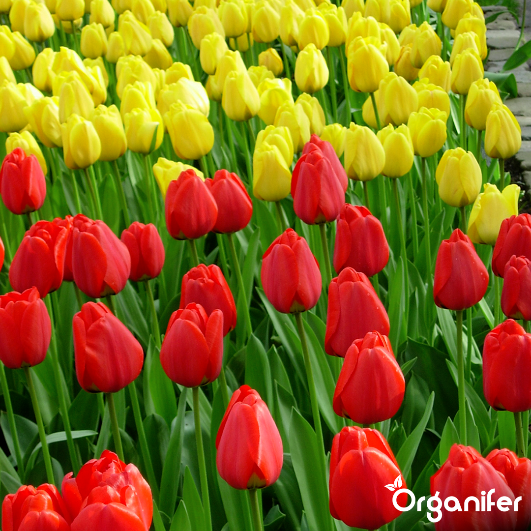 Organifer