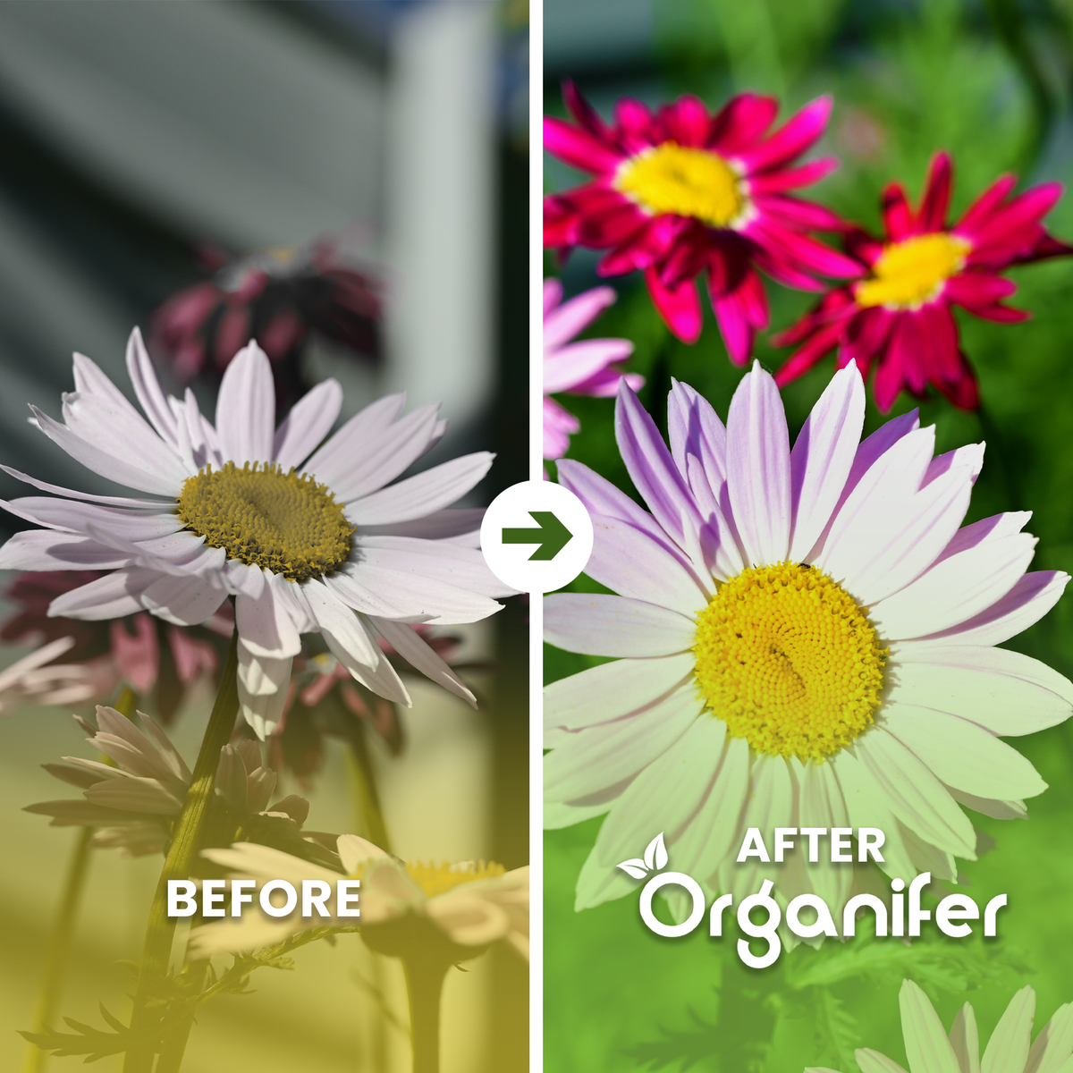 Algae Lime Powder – Pure Lithothamnium Calcareum Before - after