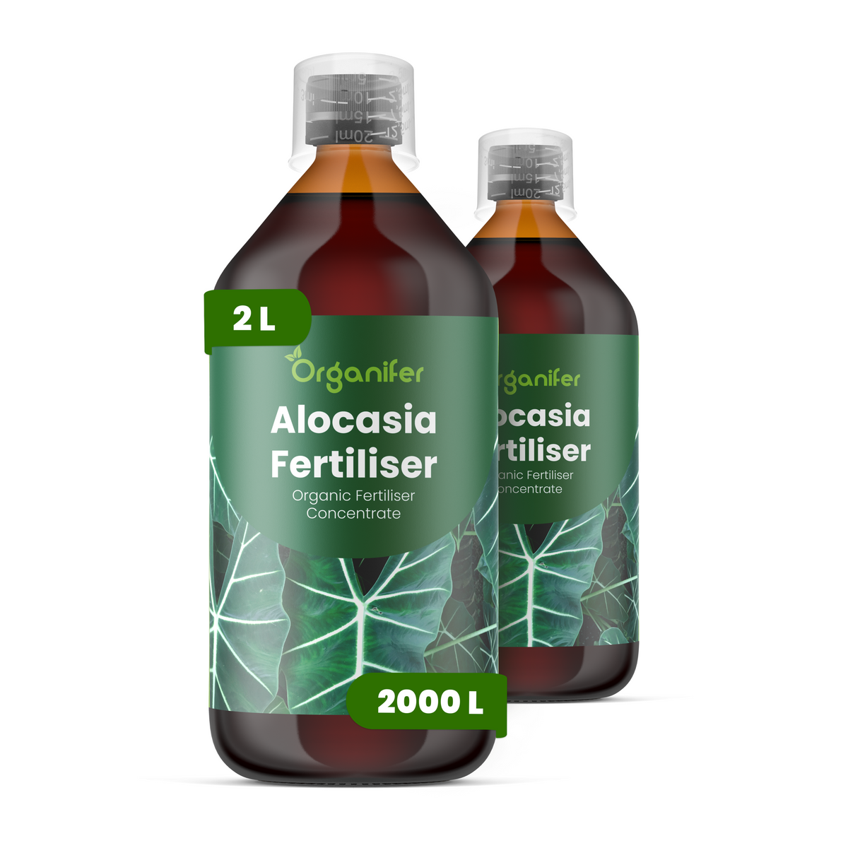 2L Alocasia labels