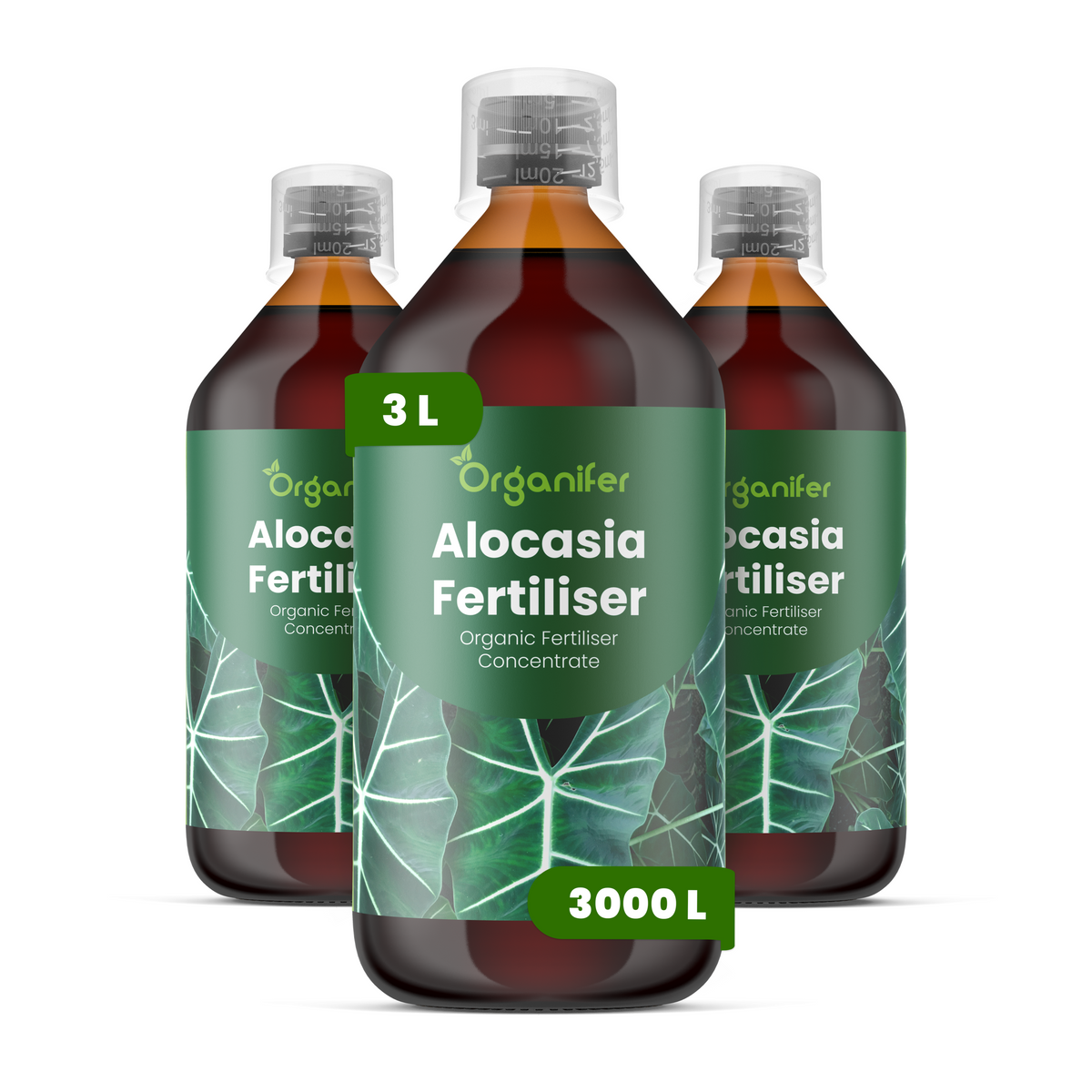 3L Alocasia labels