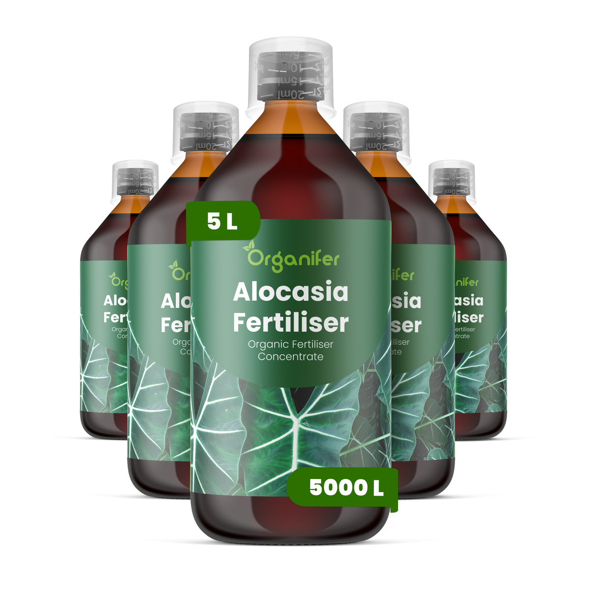 5L Alocasia labels