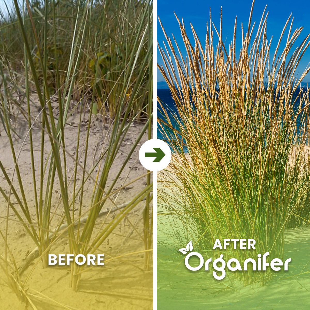 beach grass b/a