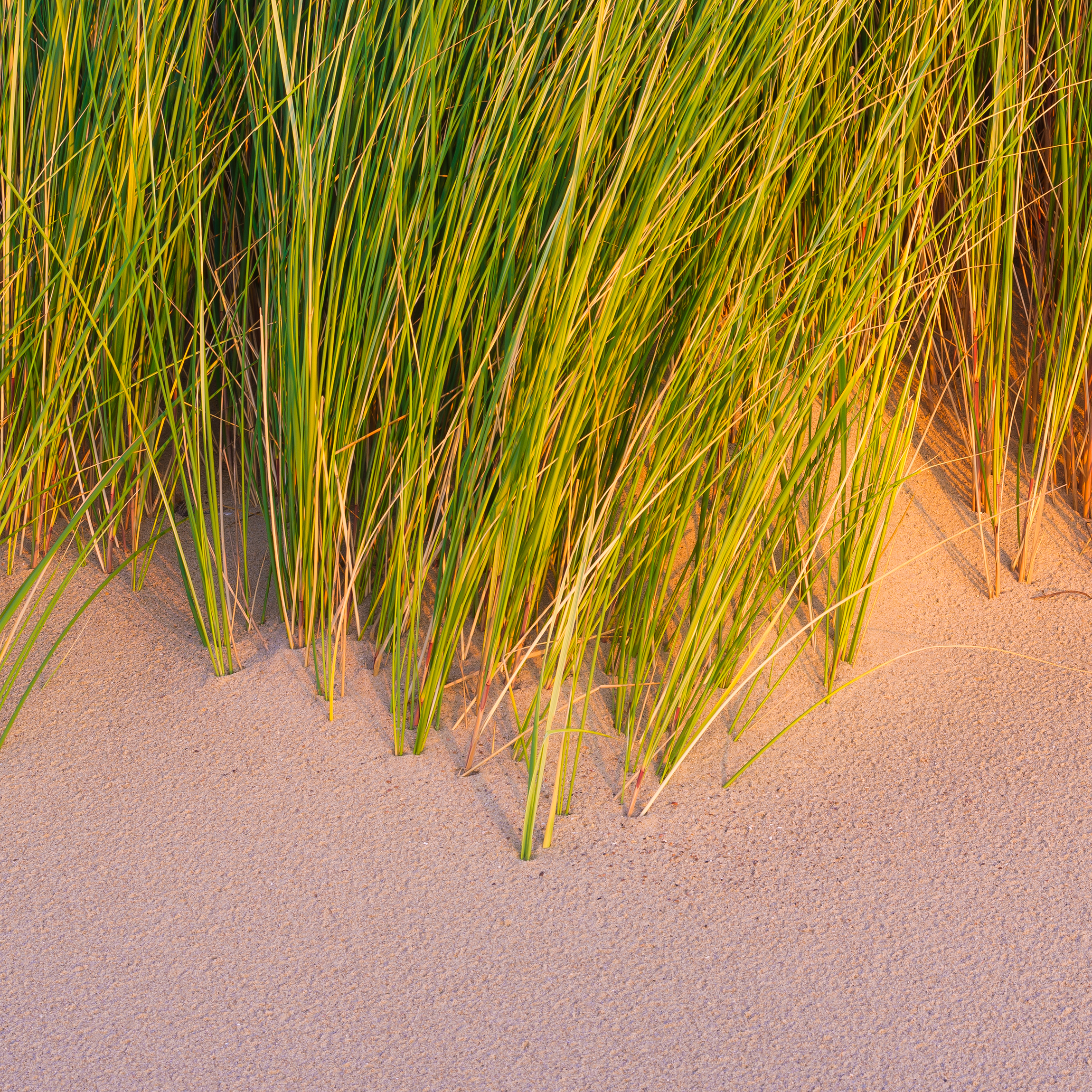 Strengthens Deep Root Systems